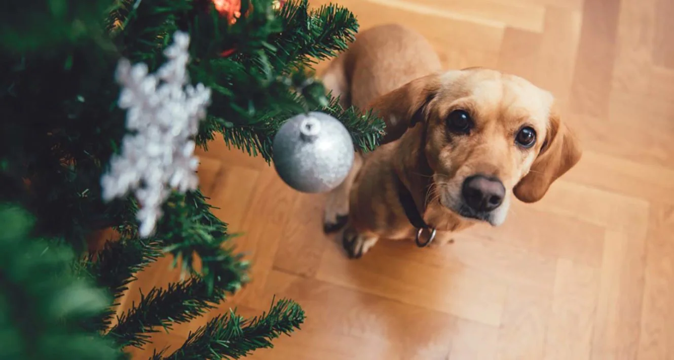 Choosing Dog Christmas Ornaments