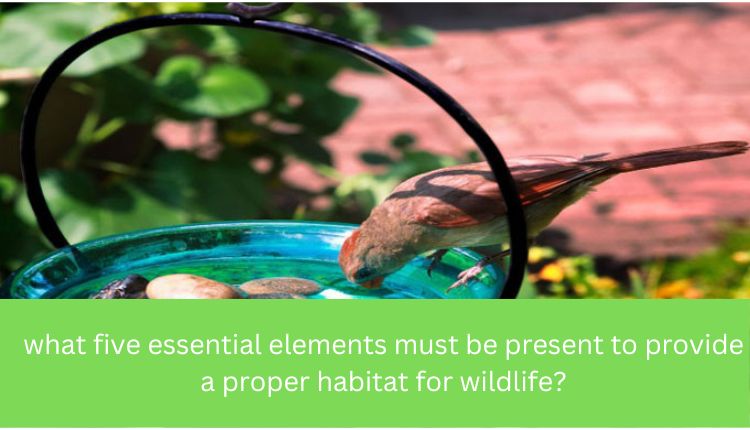 what five essential elements must be present to provide a proper habitat for wildlife?