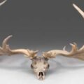 Irish Elk Antlers For Sale