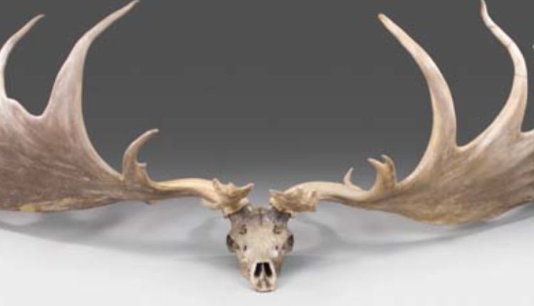 Irish Elk Antlers For Sale